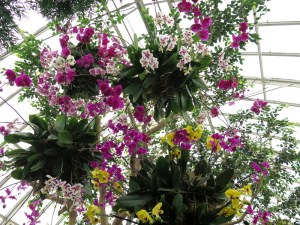 Pendant, striking orchids at the Orchid Show: Chandeliers, NYBG. Photo by Carole Di Tosti