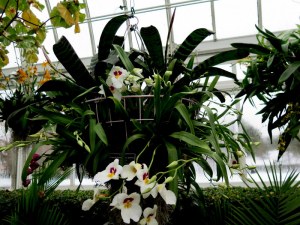 Pansy orchids beckon on the pathway into the conservatory depths at The Orchid Show: Chandeliers, NYBG. Photo by Carole Di Tosti