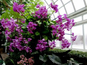 Dazzling chandeliers of orchid color at the NYBG Orchid Show. Photo by Carole Di Tosti