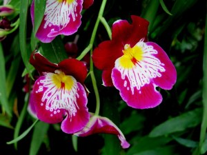 The next time I visit the show, I will try to purchase a pansy orchid at the Garden Shop. Photo by Carole Di Tosti