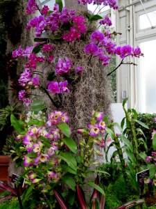 The arrangement at The 13th Annual Orchid Show at NYBG are breathtaking. PHoto by Carole Di Tosti