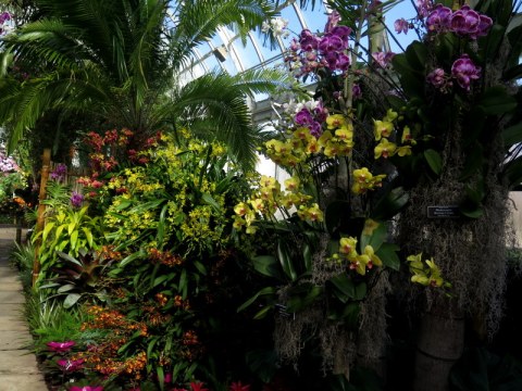 Phaelaenopsis, Bromeliads, Palms, Oncidium, NYBG, Orchid Show: Thailand
