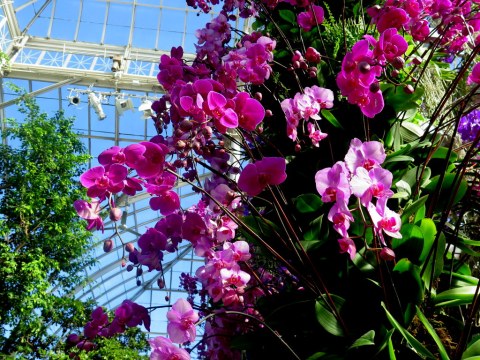 The Orchid Show: Jeff Leatham's Kaleidoscope, NYBG 18th Orchid Show, Jeff Leatham